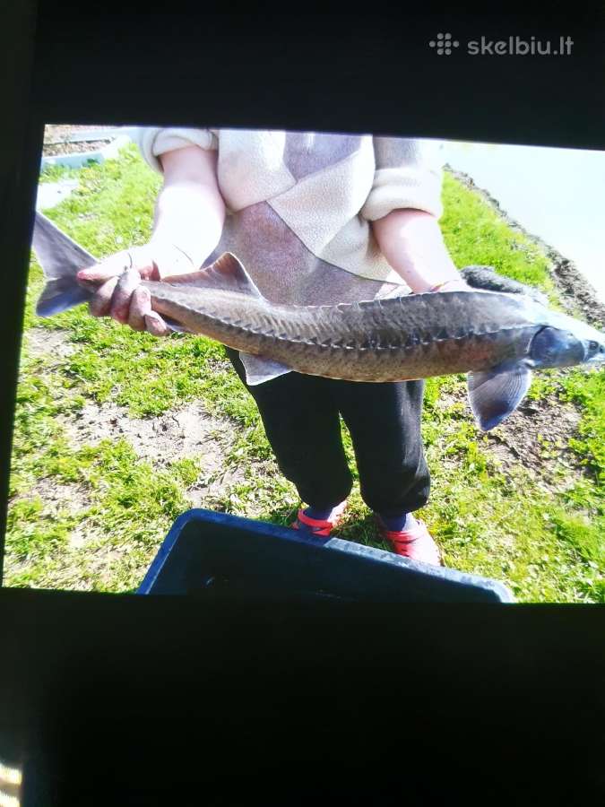 Gyva Žuvys Eršketai 2-3kg Karpiai 2-3kg. - nuotraukos Nr. 2