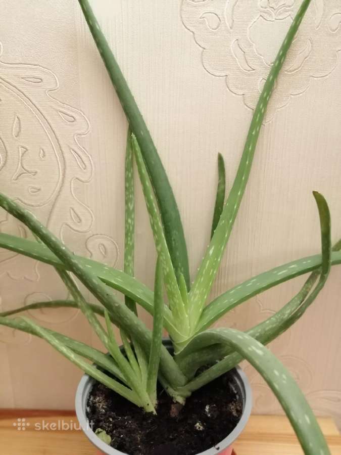 Aloe vera