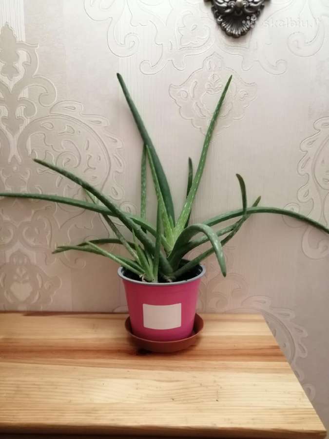 Aloe vera - nuotraukos Nr. 2