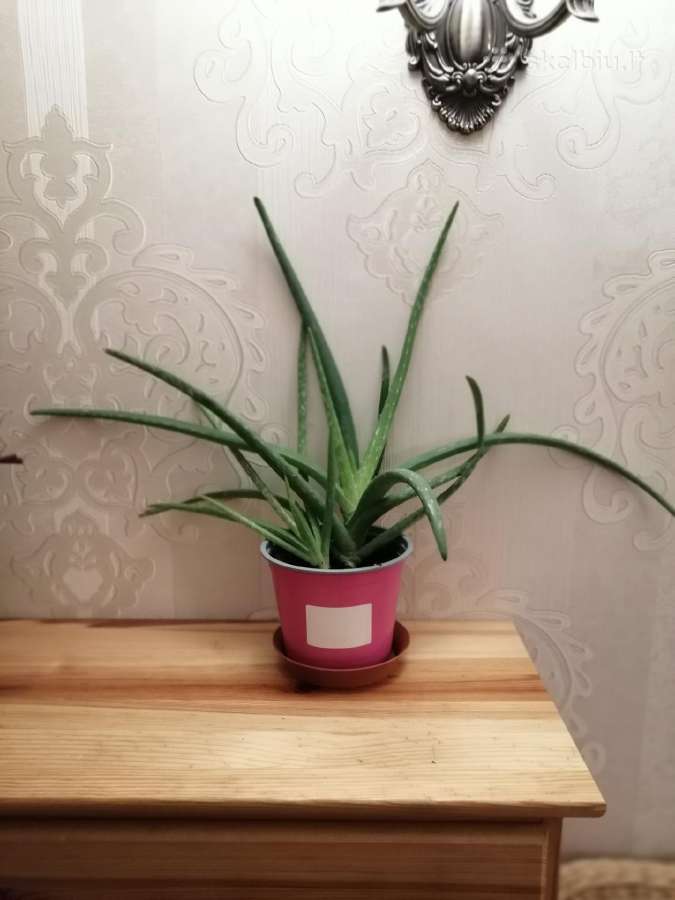 Aloe vera - nuotraukos Nr. 3