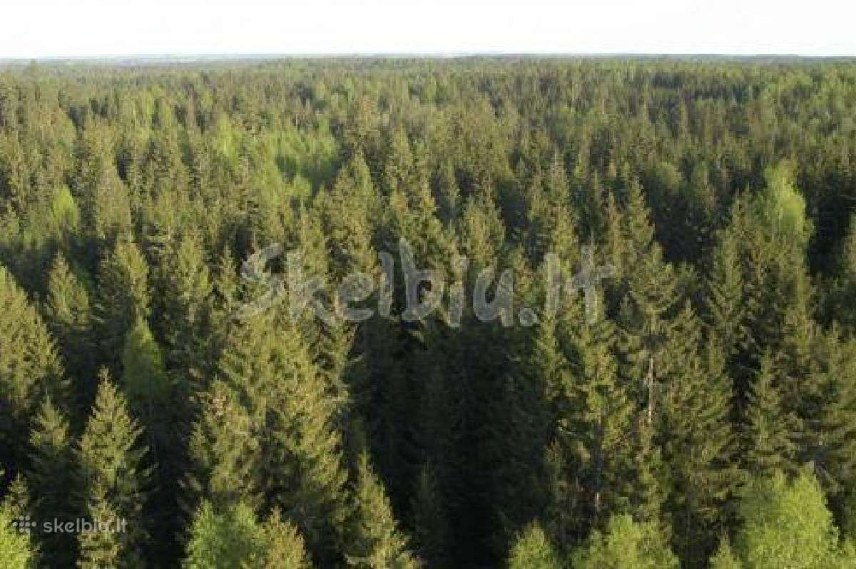 Brangiai Perku Miska. Perkame visoje Lietuvoje - nuotraukos Nr. 2