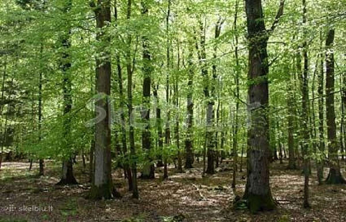Brangiai Perku Miska. Perkame visoje Lietuvoje - nuotraukos Nr. 3