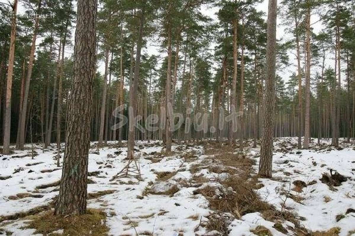 Brangiai Perku Miska. Perkame visoje Lietuvoje - nuotraukos Nr. 4