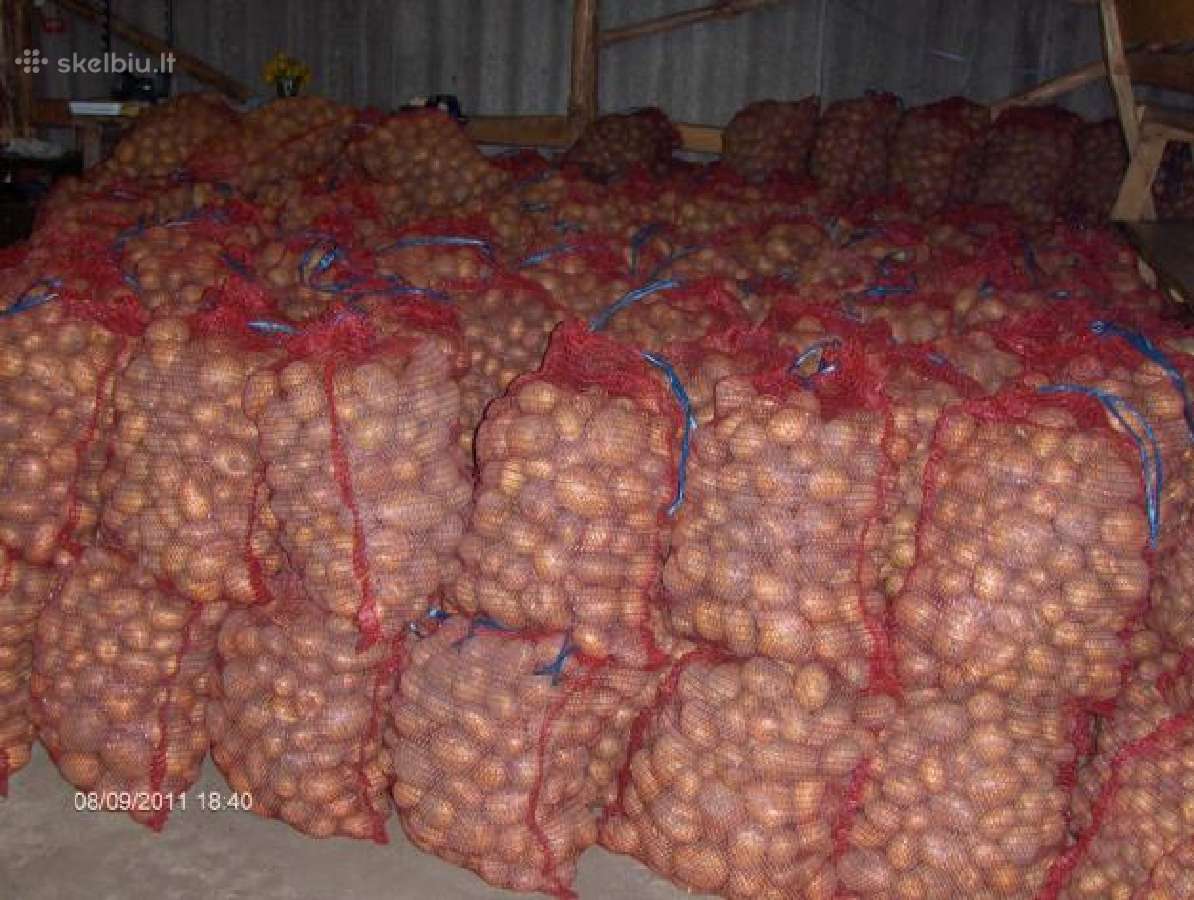 Kokybiškos bulvės tiesiai iš ūkininko! - nuotraukos Nr. 2