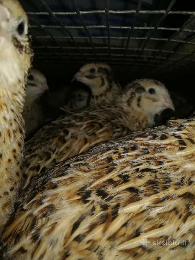 Putpelių gaidziukai 2€ vnt - nuotraukos Nr. 11