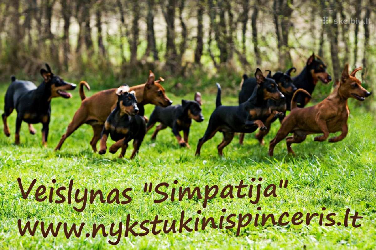 Nykštukinis pinčeris (Fci) - nuotraukos Nr. 10