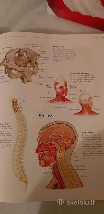 Žmogaus anatomijos žinynas ( Anatomica) - nuotraukos Nr. 3