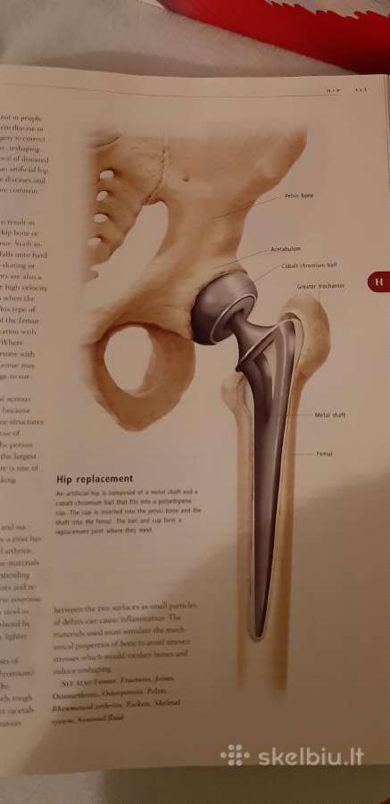 Žmogaus anatomijos žinynas ( Anatomica) - nuotraukos Nr. 4