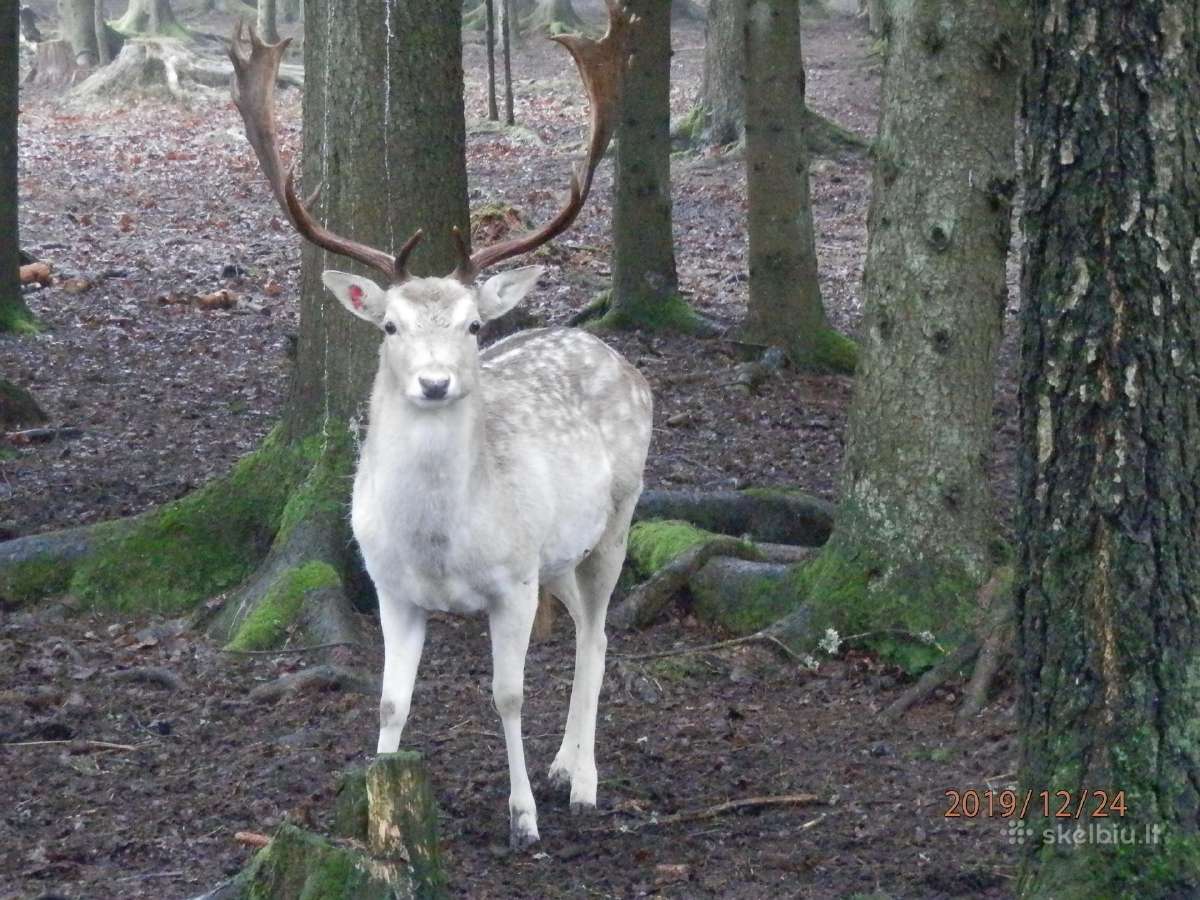 Danieliai jaukūs, perliniai, Dovydo elniai
