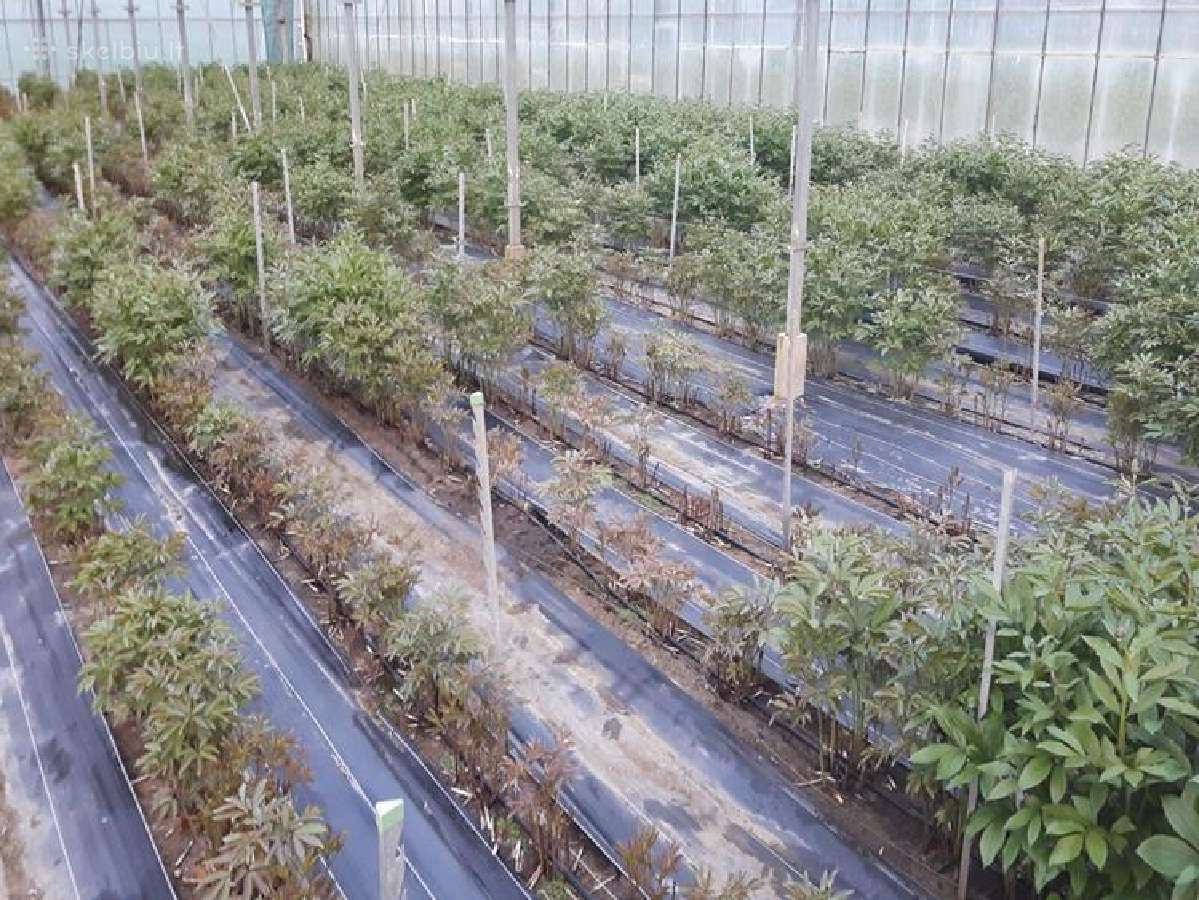 Bioproduktai augalams nuo ligų ir kenkėjų - nuotraukos Nr. 4