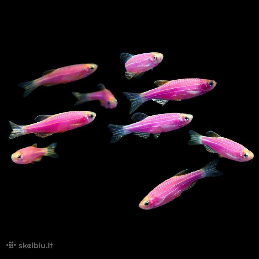 Akvariumines zuvys Nauja siunta - nuotraukos Nr. 9