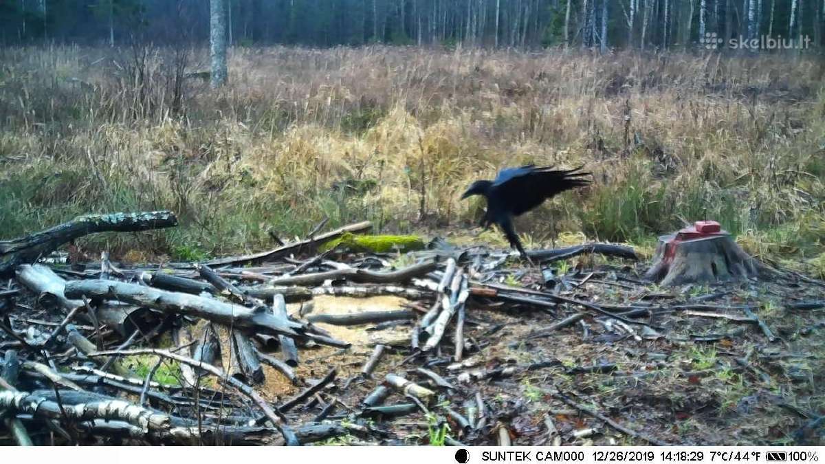 Nauja medžioklinė kamera Hc300m (Email, Mms) - nuotraukos Nr. 9