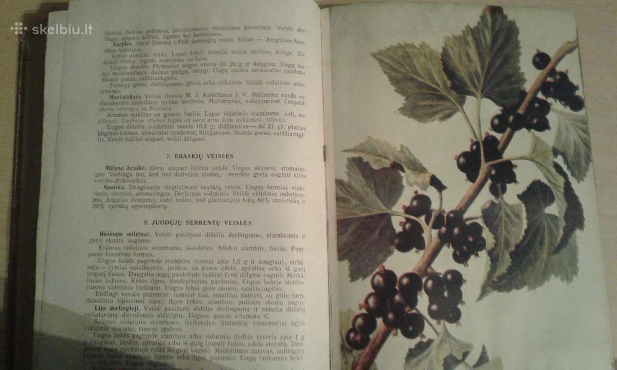 Sodininikystė - nuotraukos Nr. 6