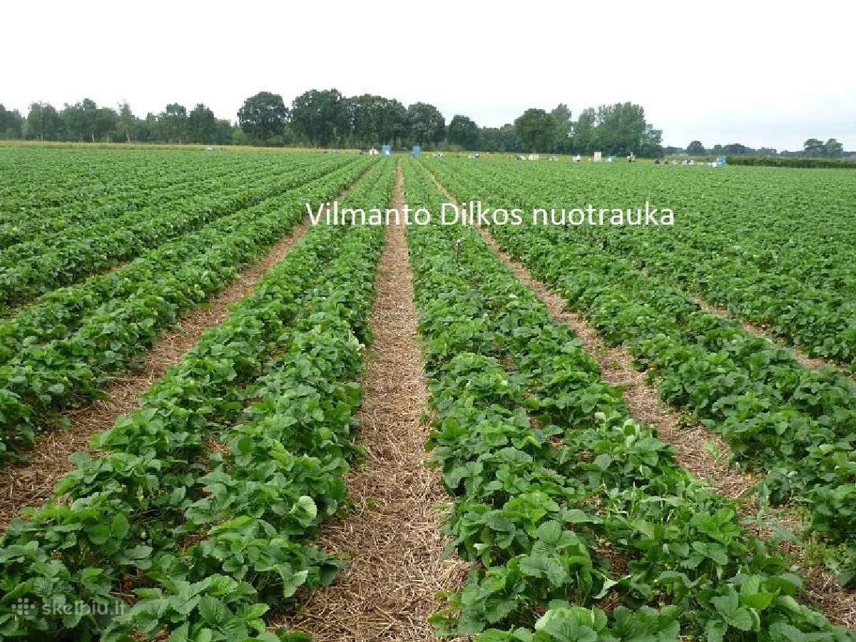 Bioproduktai augalams nuo ligų ir kenkėjų - nuotraukos Nr. 6