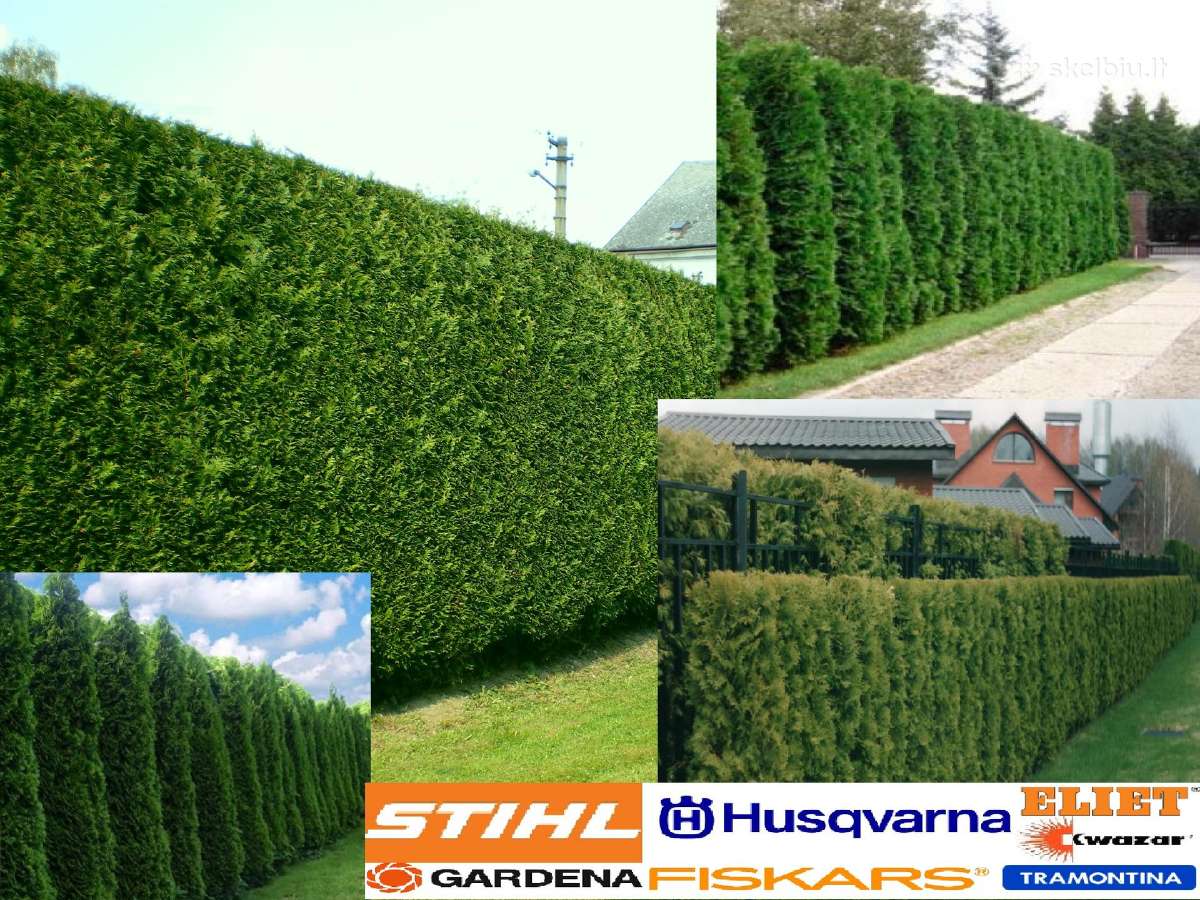 Sveika veja - tvarkinga aplinka. Sodo priežiūra - nuotraukos Nr. 5