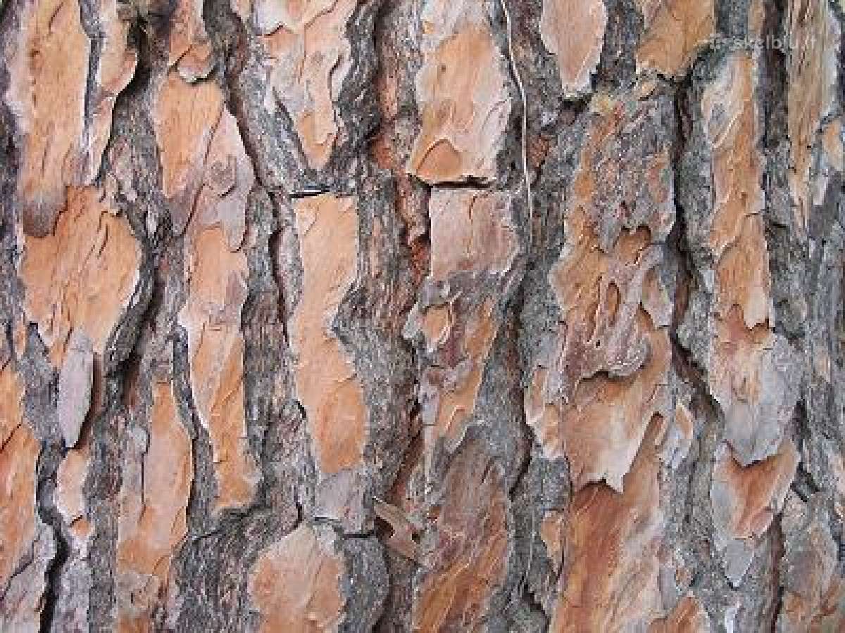 Natūrali pušu žievė (mulčias) ir kt.sodo problemos - nuotraukos Nr. 3