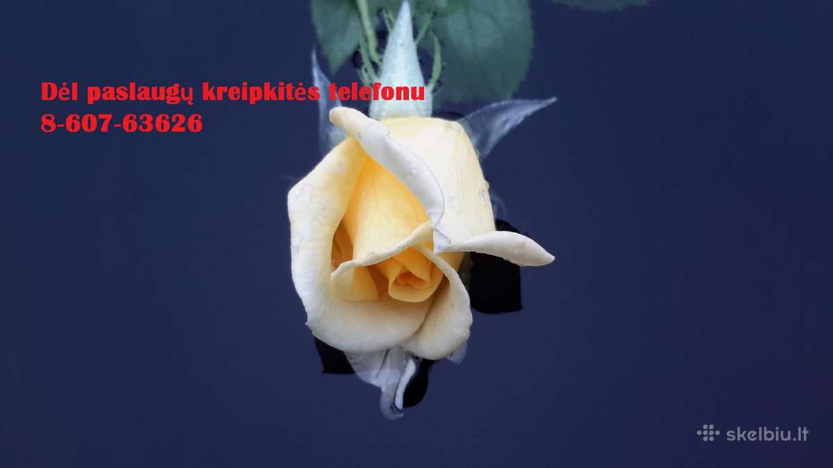 Studentams, doktorantams, mokytojams, lektoriams