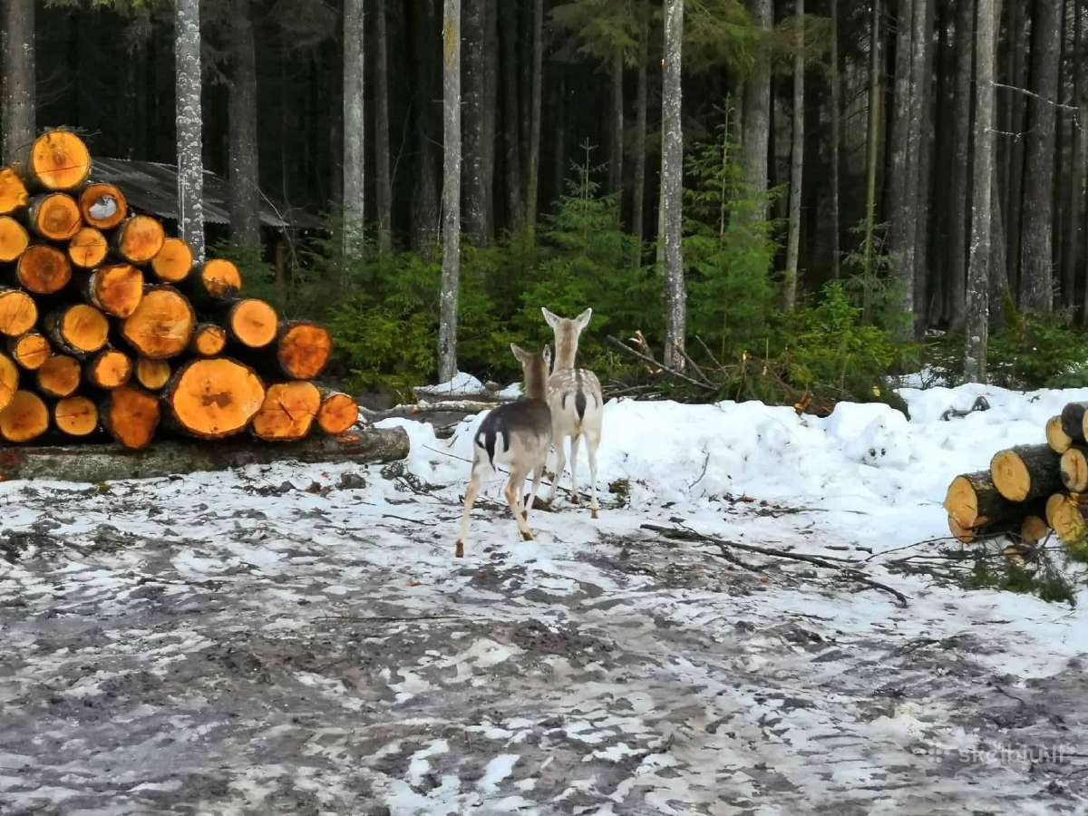 Danieliai veisimui ir mėsai - nuotraukos Nr. 2