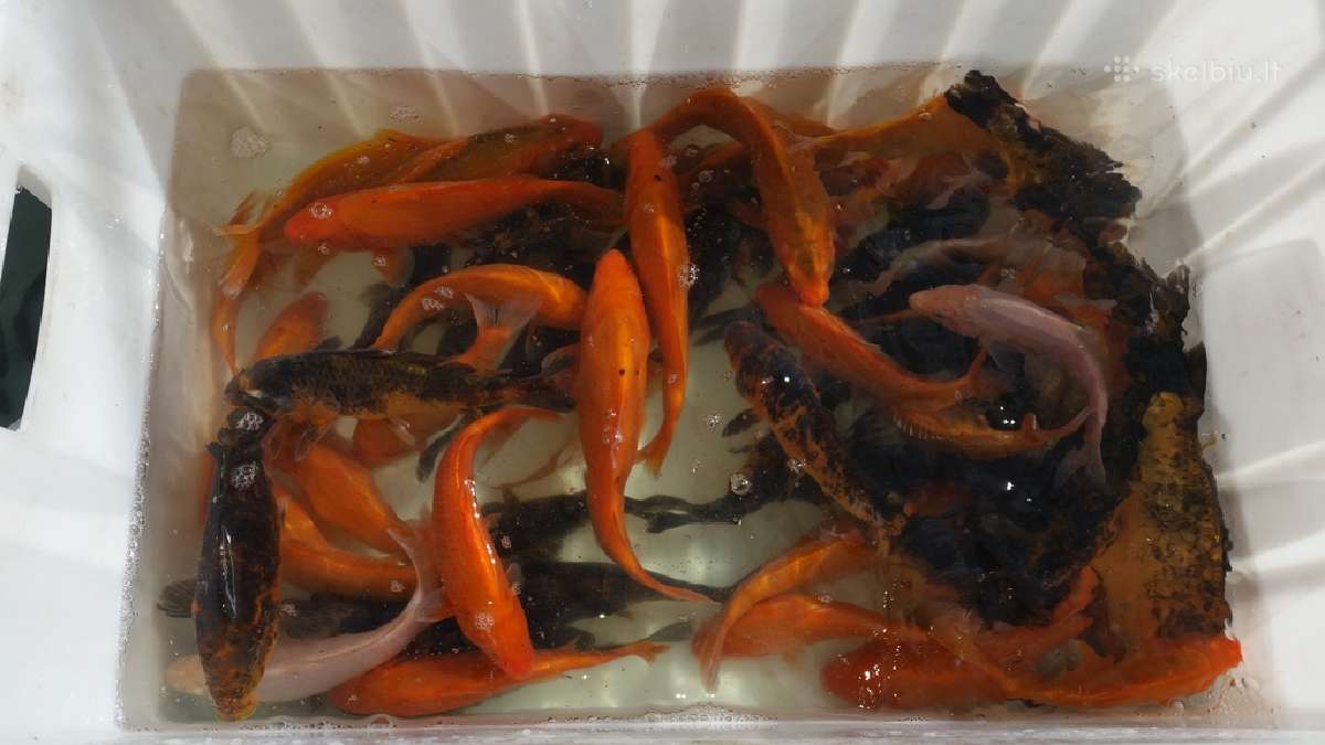 Koi karpiai, mailius. Domeikava. - nuotraukos Nr. 3