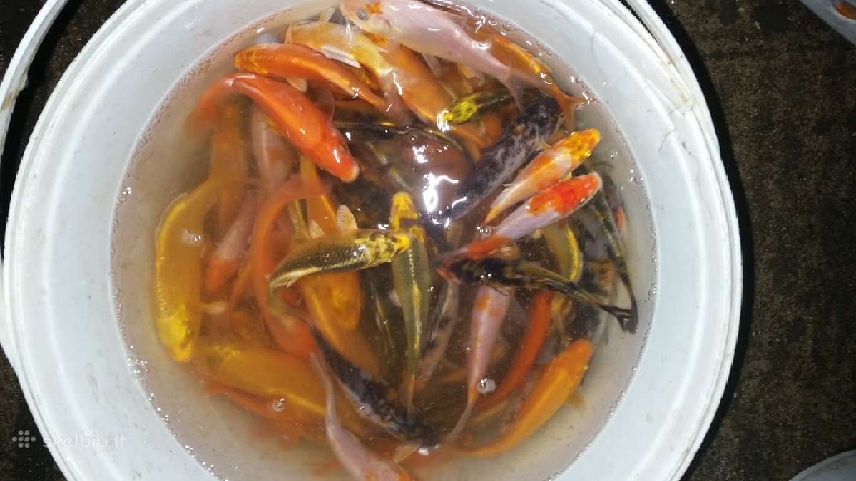 Koi karpiai, mailius. Domeikava. - nuotraukos Nr. 4