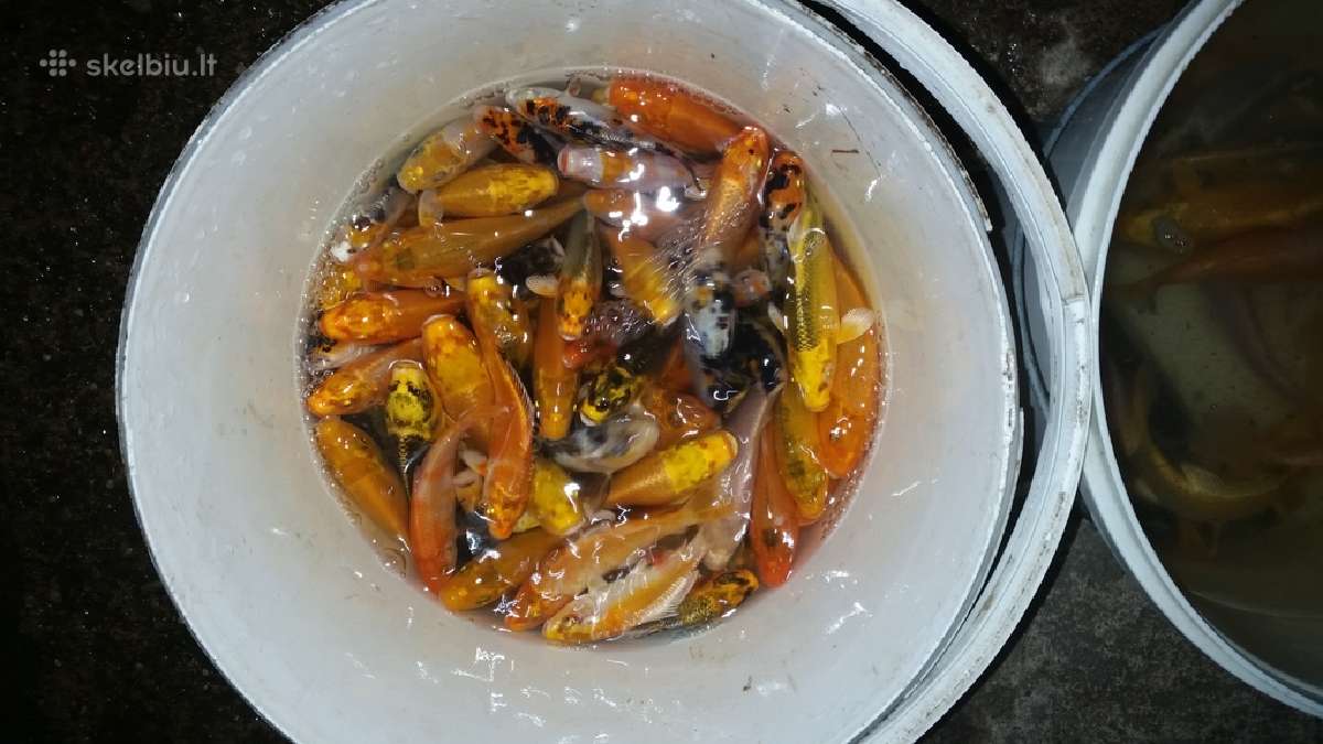 Koi karpiai, mailius. Domeikava. - nuotraukos Nr. 2