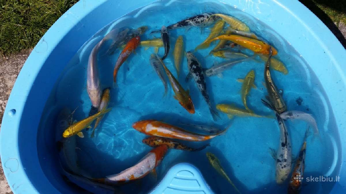 Koi karpiai, mailius. Domeikava. - nuotraukos Nr. 6