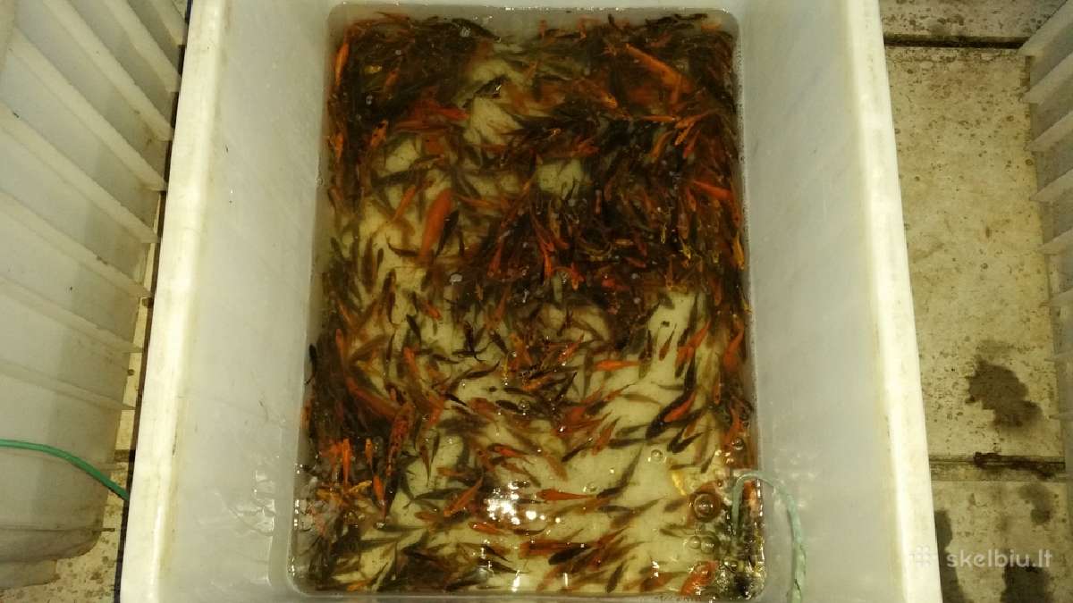 Koi karpiai, mailius. Domeikava. - nuotraukos Nr. 7