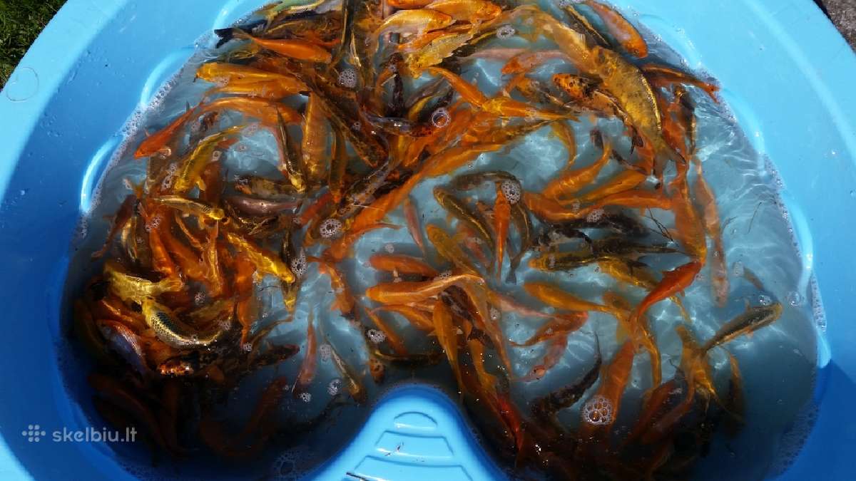 Koi karpiai, mailius. Domeikava. - nuotraukos Nr. 5