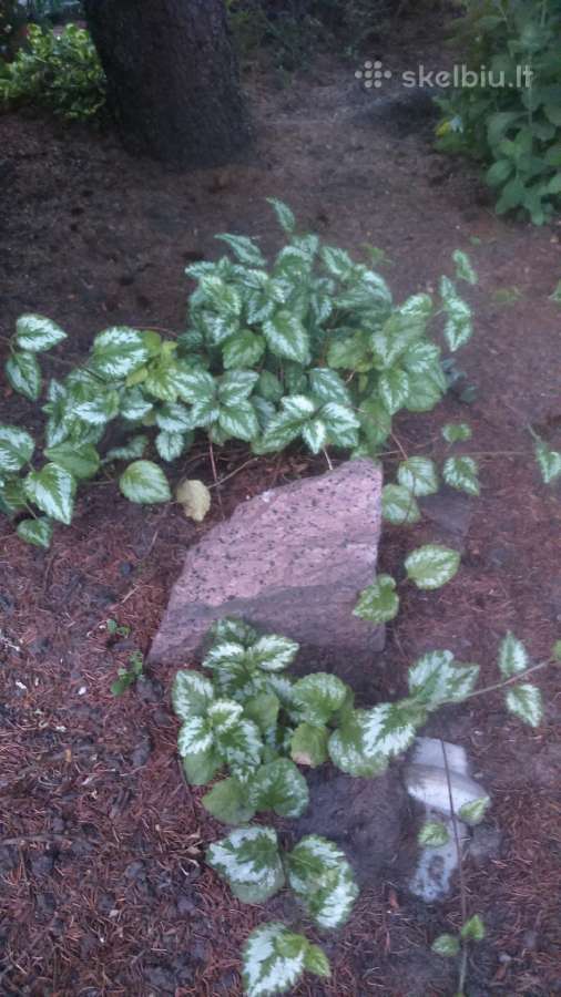 Šliaužiančioji vaizgina Variegata
