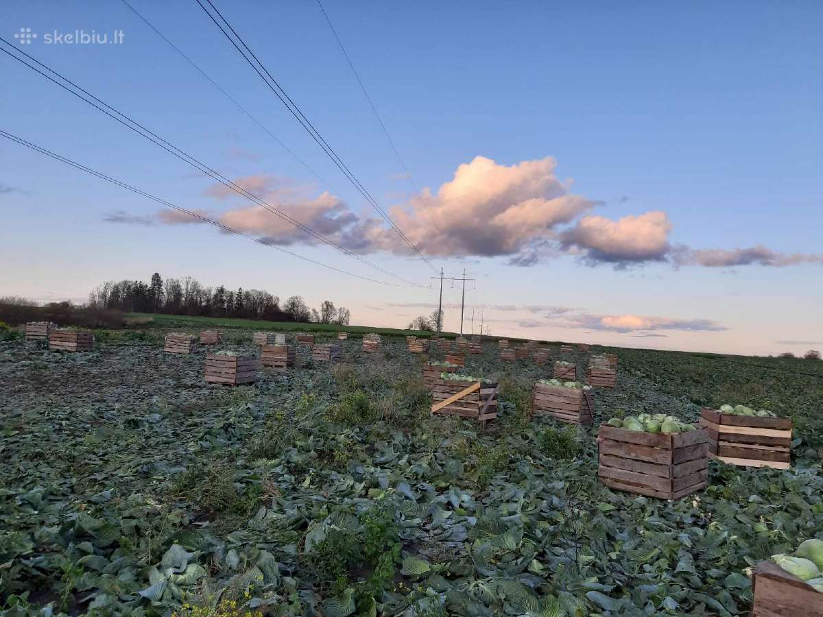 Burokėliai - nuotraukos Nr. 10