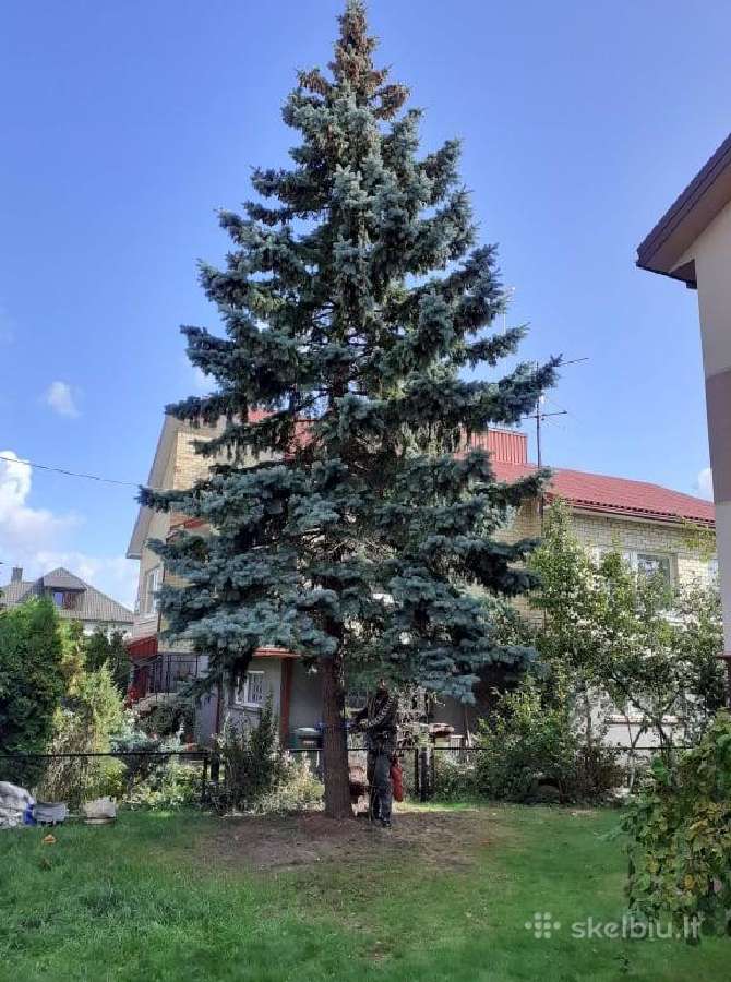 Apleistų sklypų tvarkymas, medžių pjovimas - nuotraukos Nr. 13