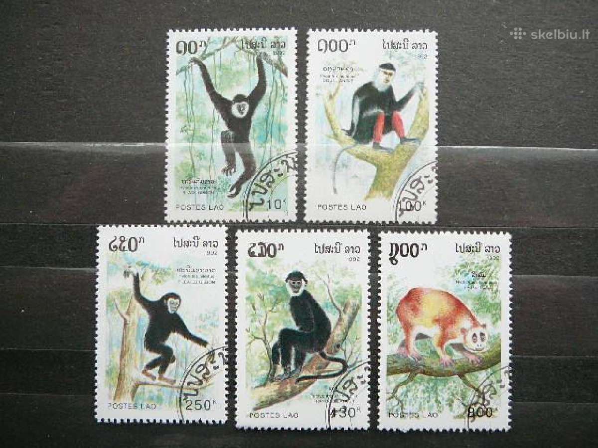 Bezdziones Laosas antsp. lp80
