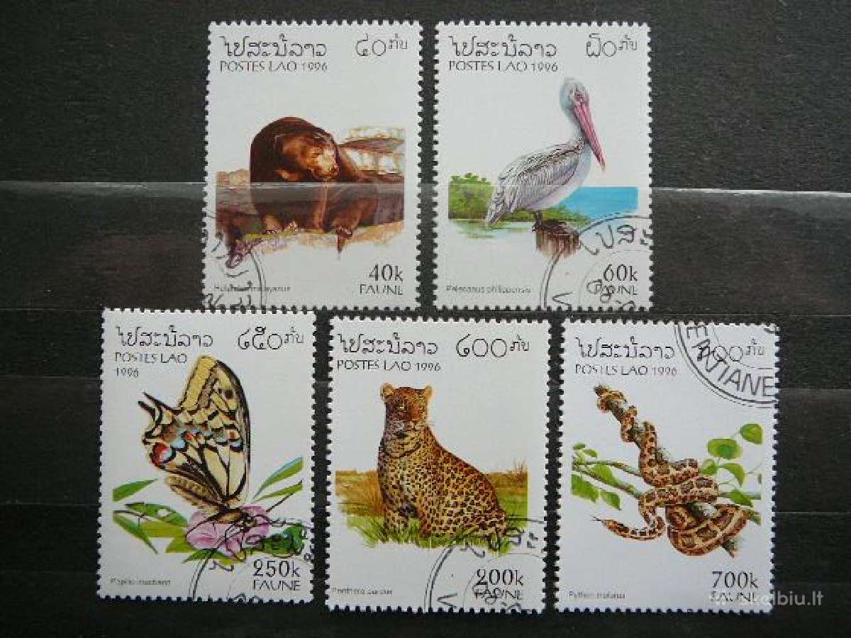 Fauna Laosas antsp. lp81