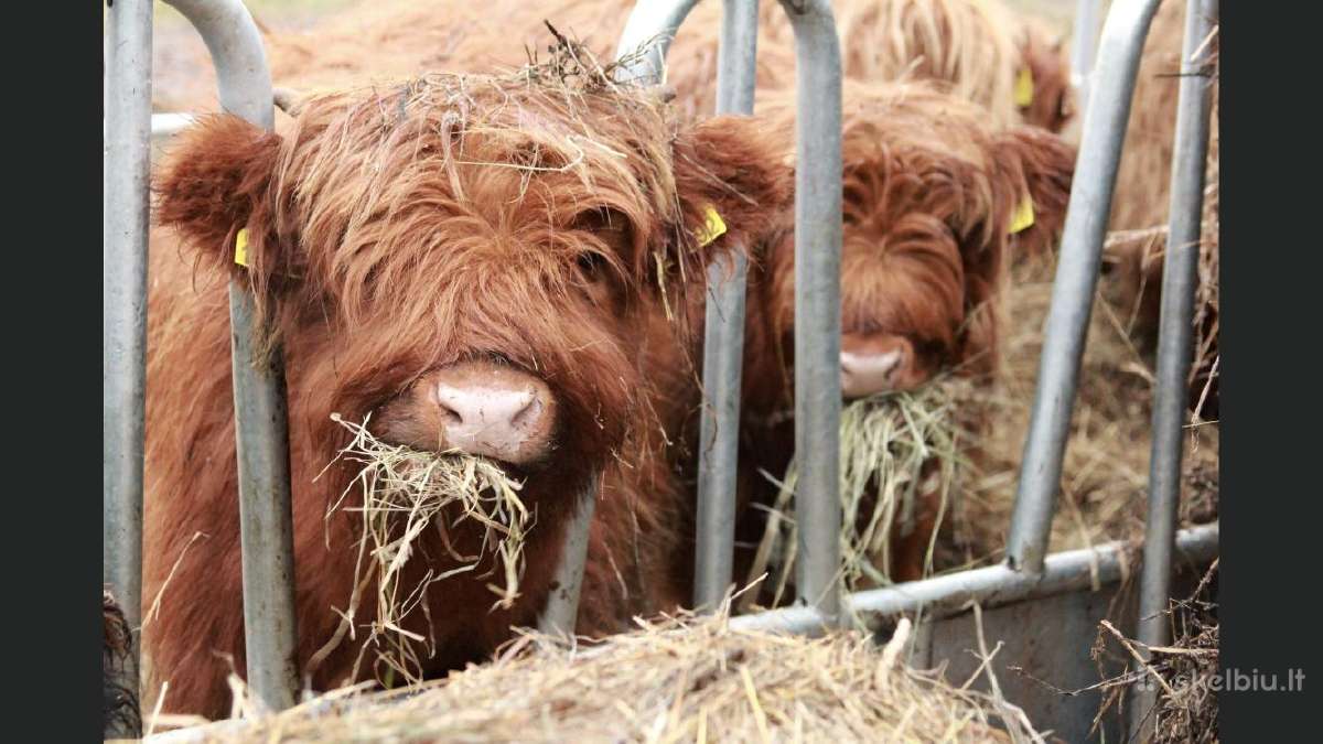 Highland Cattle Fam Visnapuu - nuotraukos Nr. 6