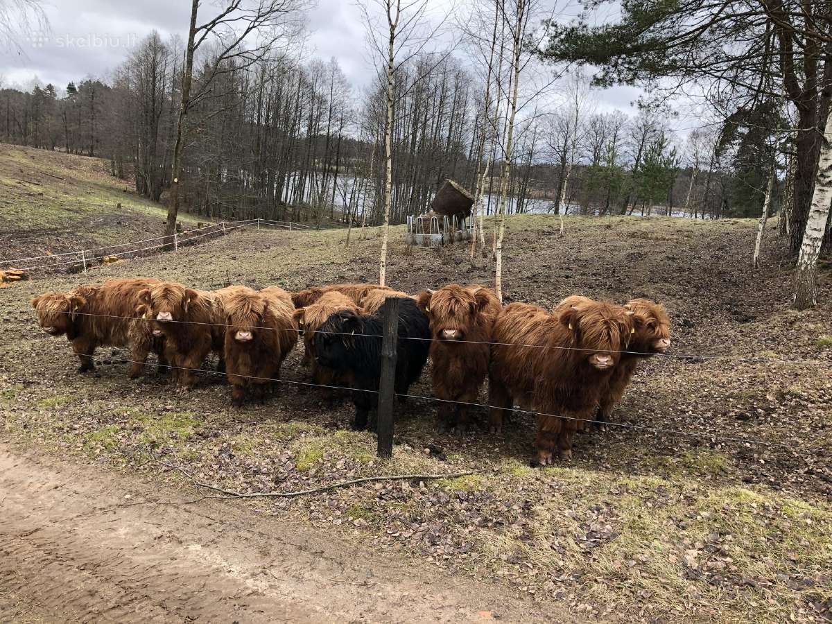 Highland Cattle Fam Visnapuu - nuotraukos Nr. 4