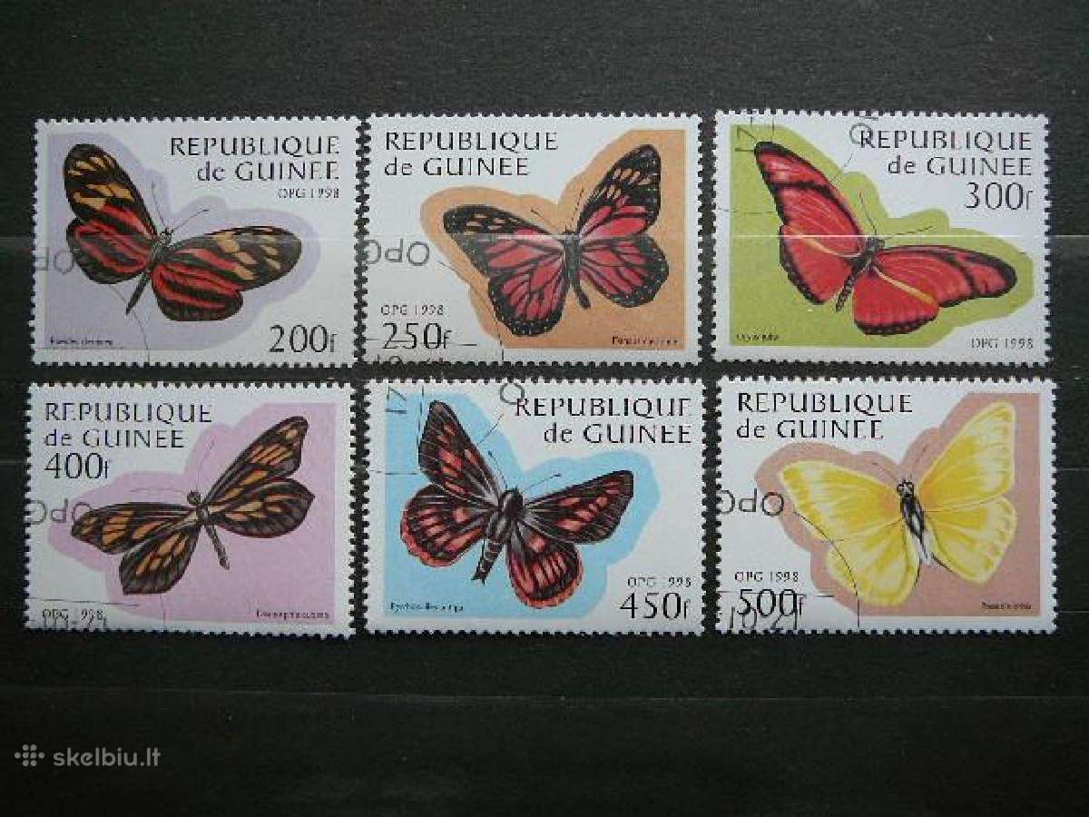 Drugeliai Gvineja antsp. lp205