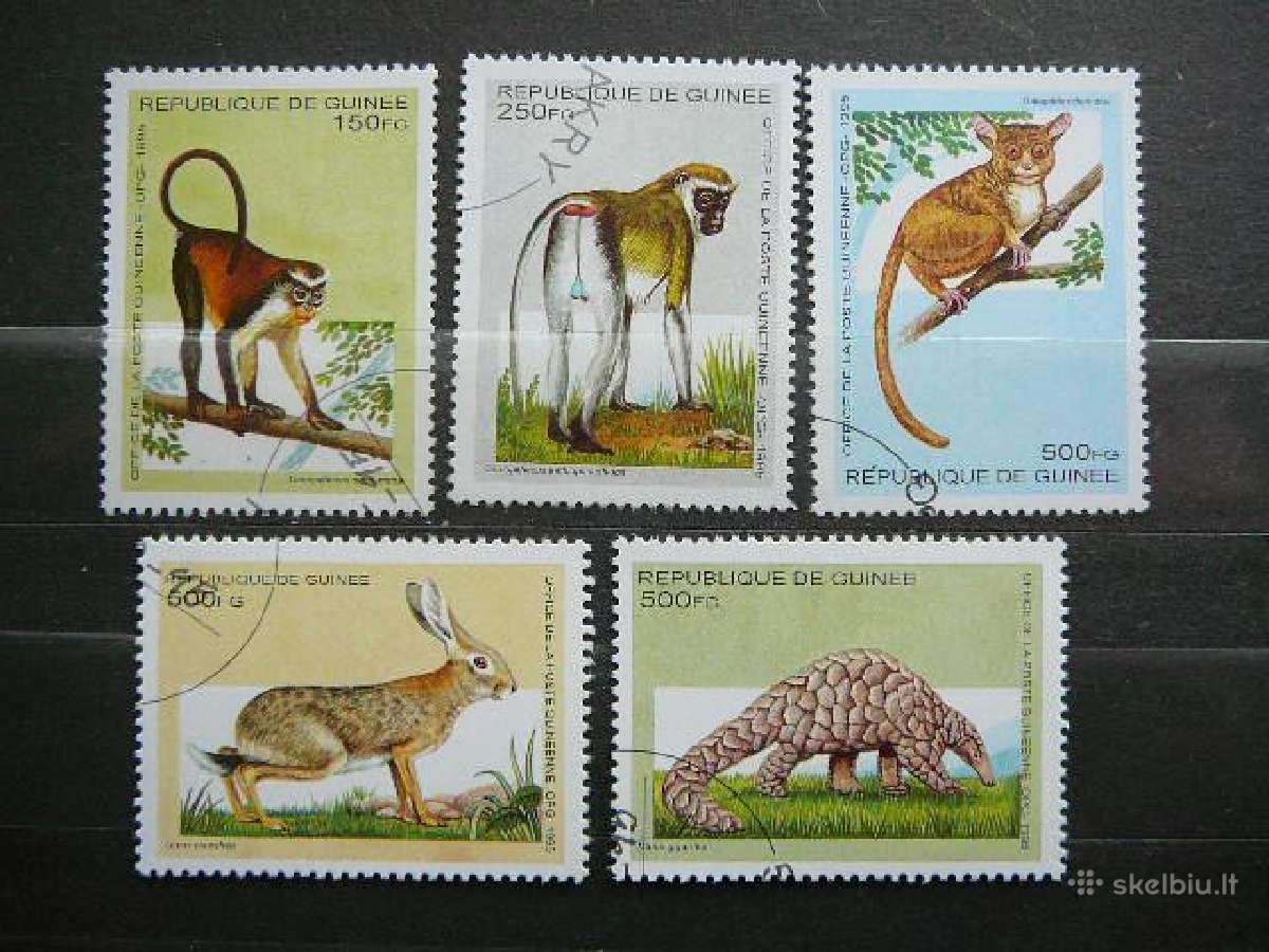 Gyvunai Gvineja antsp. lp206