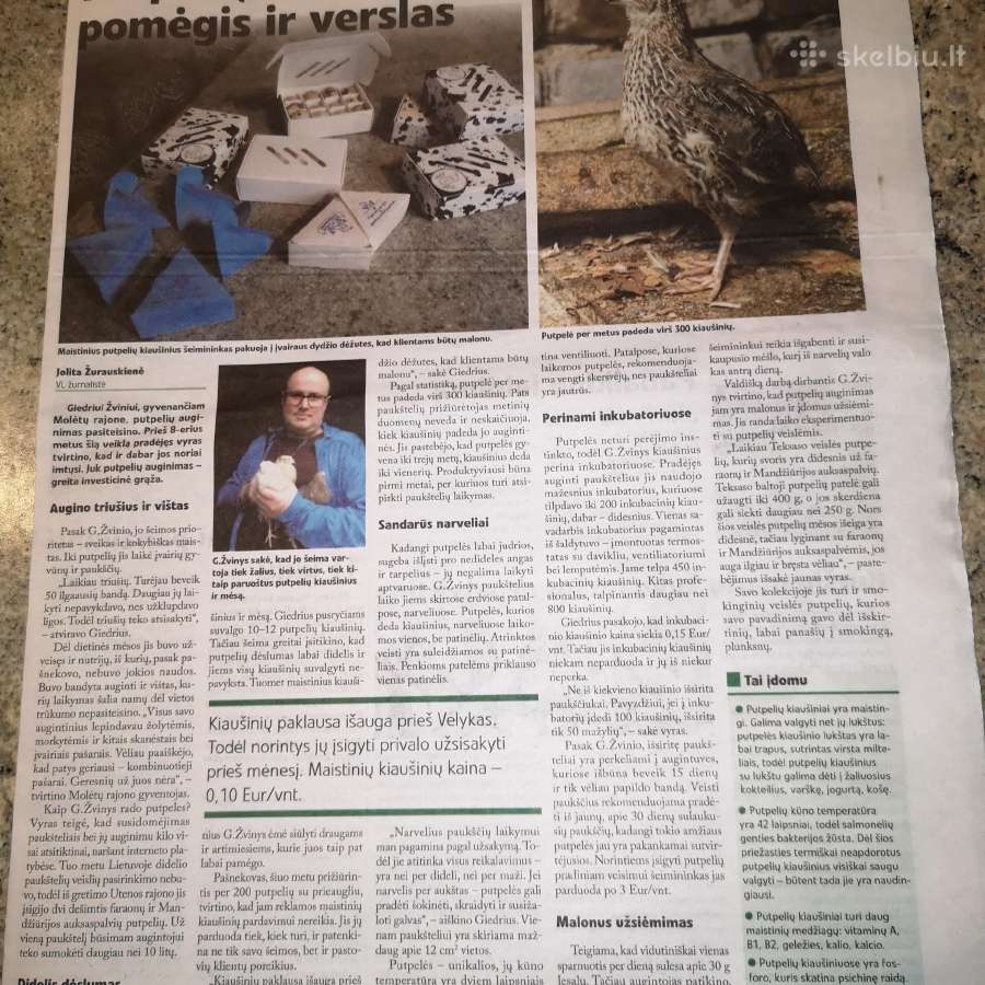Putpelių gaidziukai 2€ vnt - nuotraukos Nr. 3
