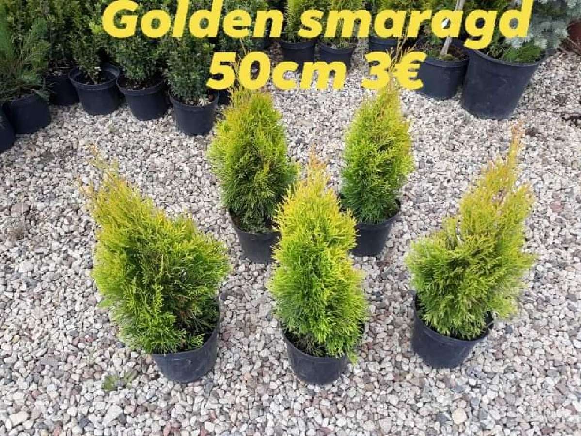 Tujos smaragd - nuotraukos Nr. 5