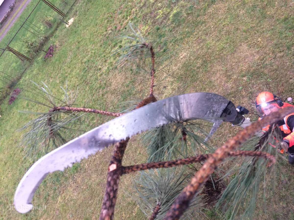 Vaismedžių genėjimas ir formavimas. - nuotraukos Nr. 12