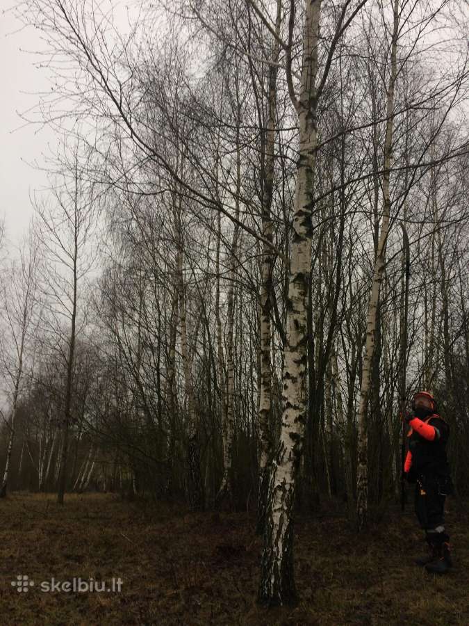 Vaismedžių genėjimas ir formavimas. - nuotraukos Nr. 17