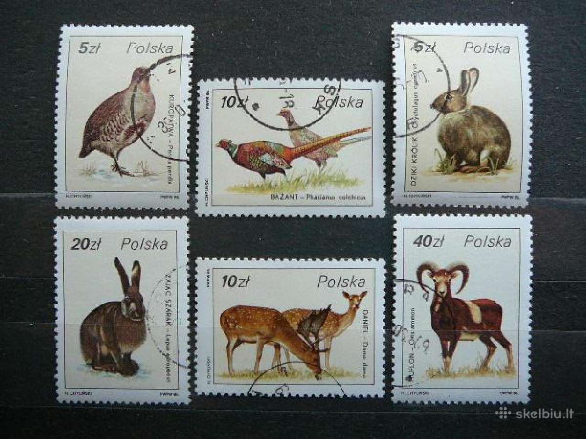 Pauksciai Zverys Lenkija antsp. alb376