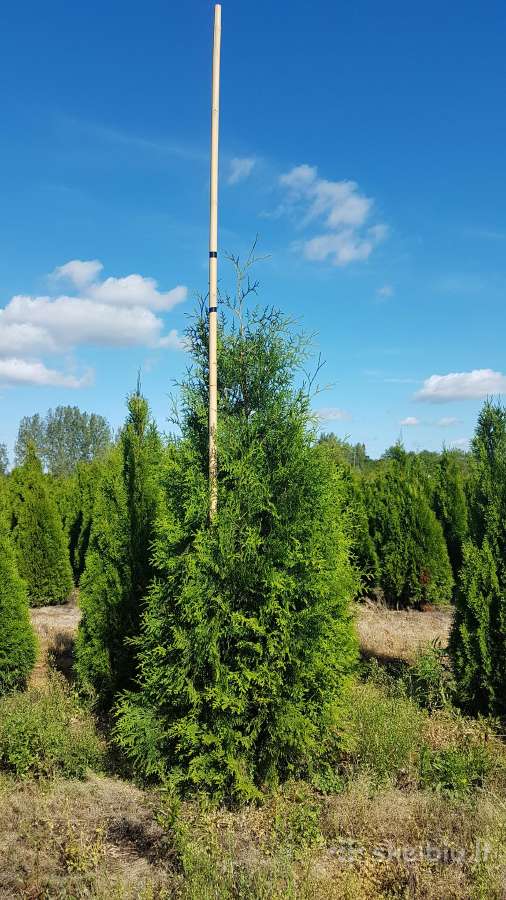 Tujos Smaragd Geriausia kaina ir kokybe Vilnius - nuotraukos Nr. 12