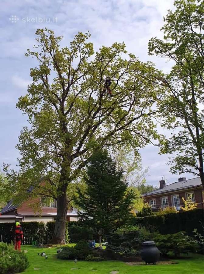 Arboristų paslaugos, medžių pjovimas, genėjimas - nuotraukos Nr. 11