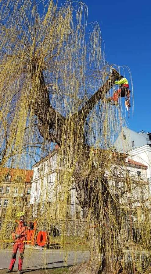 Arboristų paslaugos, medžių pjovimas, genėjimas - nuotraukos Nr. 14