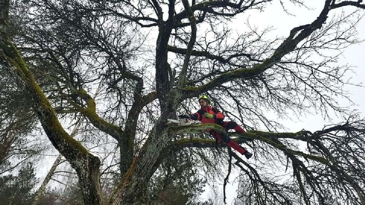 Arboristų paslaugos, medžių pjovimas, genėjimas - nuotraukos Nr. 17