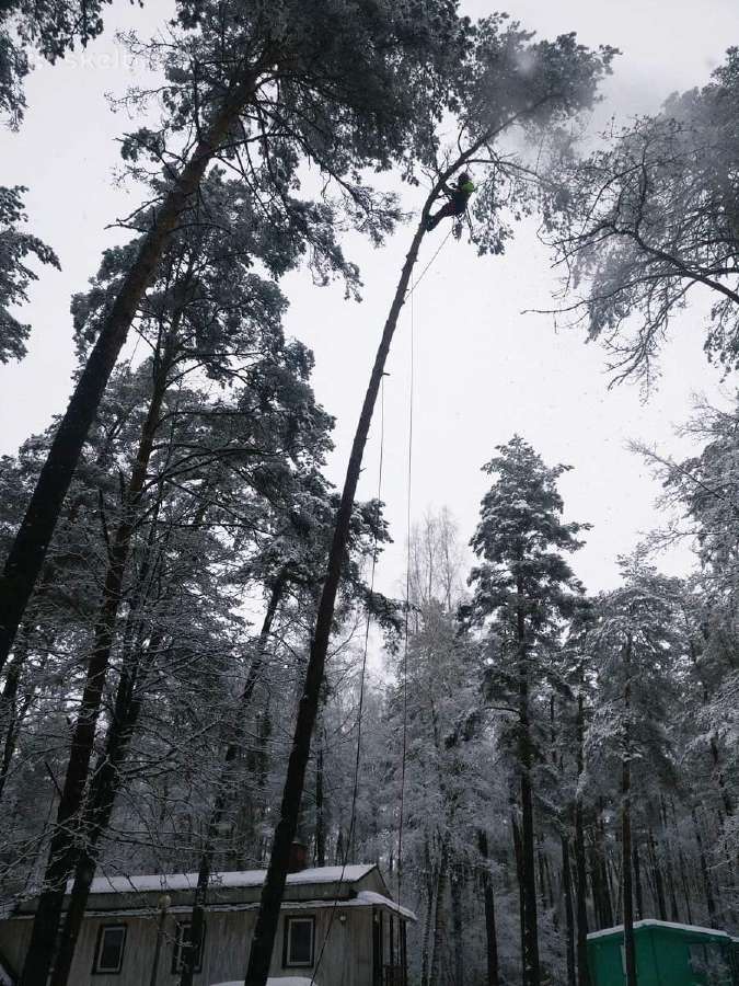Arboristų paslaugos, medžių pjovimas, genėjimas - nuotraukos Nr. 16