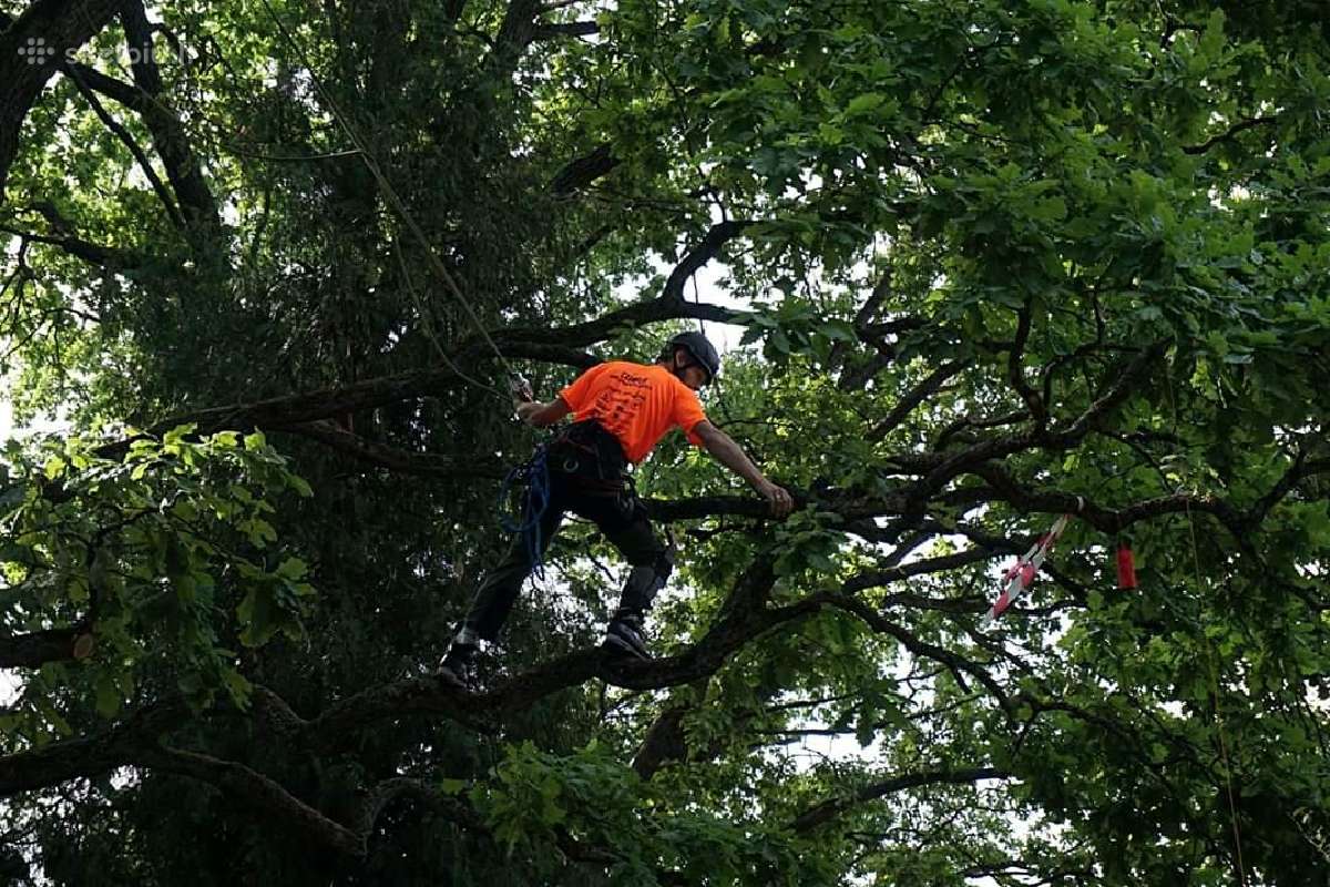 Arboristų paslaugos, medžių pjovimas, genėjimas - nuotraukos Nr. 19
