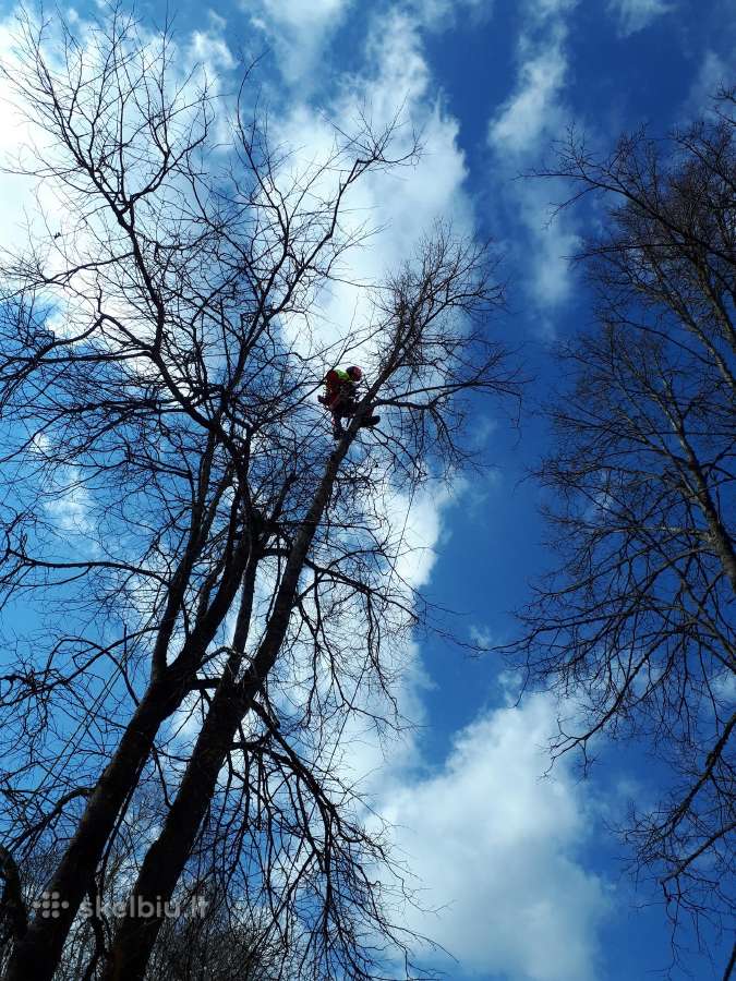 Medžių,krūmų pjovimas,genėjimas,kelmų frezavimas - nuotraukos Nr. 11