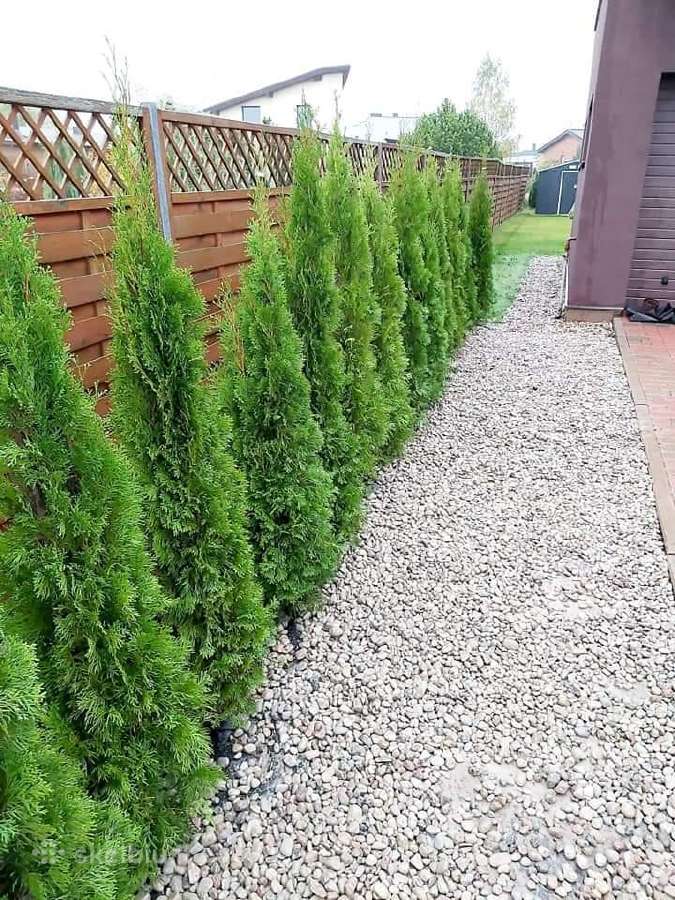 Tujos smaragd premium kokybė Atvežame - nuotraukos Nr. 15